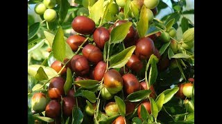 Китайский финик, жужуб, унаби, ююба, зизифус