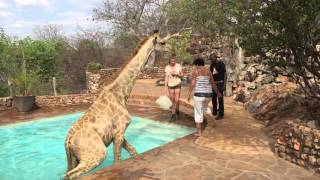 Okutala - Giraffe rescued from swimming pool