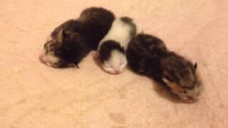 産まれたての子猫たち newborn kittens