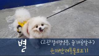 고관절이형성증+슬개골탈구로 인한 고관절보조기+무릎보조기 제작후기