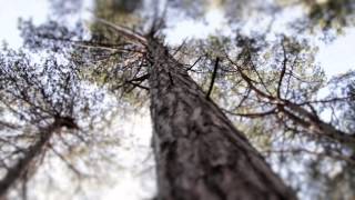 Claudia Brücken - Whispering Pines