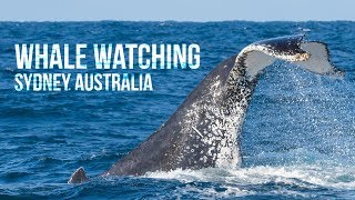 Whale watching in Sydney, Australia