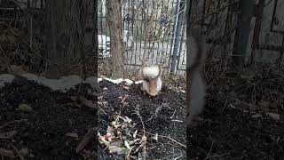 Про умную белку / About the smart squirrel