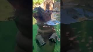 Fritz Loves his Greens - Cincinnati Zoo #shorts