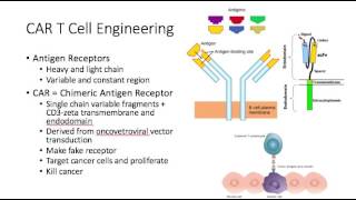 Car T cell therapy