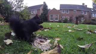 Squirrels Fighting over Nuts - WATCH FULL SCREEN