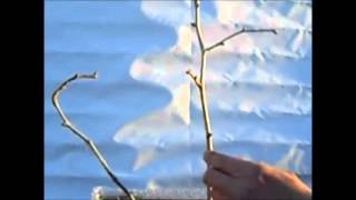 Ginkgo corte del caporal corte de estimulacion y corte de retencion
