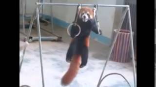 Adorable Red Panda Funny Supercut Compilation 2014