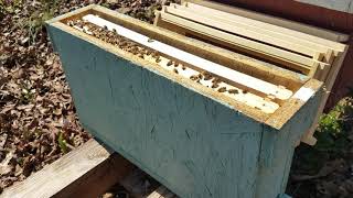 How to set up a queen mating nuc