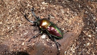 Larven suche bei Phalacrognathus muelleri