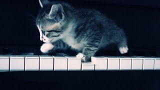 Поющие котята
