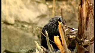 Blue or Himalayan Whistling Thrush