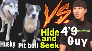 Pit bull and husky play hide and seek
