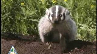 Badgers