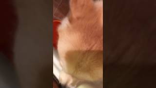 Любит лизать унитаз