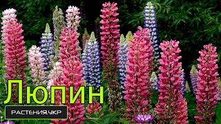 Люпин посадка и уход / люпин выращивание из семян