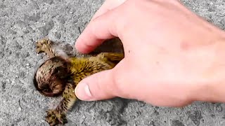 ЖИВОТНЫЕ, КОТОРЫЕ ПОПРОСИЛИ ПОМОЩИ У ЛЮДЕЙ