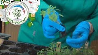Как пикировать томаты (помидоры) или пикировка рассады томата.