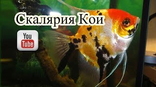 Скалярия кои