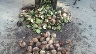 Как быстро очистить грецкий орех от зеленой кожуры