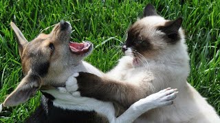Это моя территория! СМЕШНЫЕ КОТЫ и СОБАКИ ПРИКОЛЫ ПРО ЖИВОТНЫХ