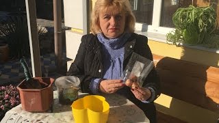 ВЫГОНКА ТЮЛЬПАНОВ К ВЕСЕННИМ ПРАЗДНИКАМ !!!