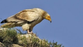 ABUTRE DO EGIPTO - NEOPHRON PERCNOPTERUS