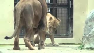 Animal Sex Lion Mating   Reproduction At Zoo
