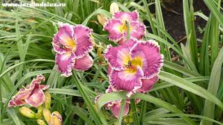Цветение сортового лилейника BLUE ABYSS в саду www.jardindelux.ru