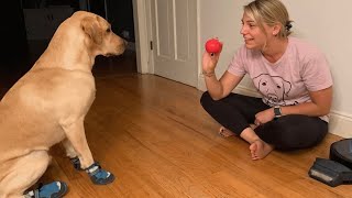 Smart doggo can detect mom's blood sugar level