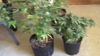 Blueberry & ak47 autoflower 1.6 and 3 gallon size pot grow difference week 12 ish