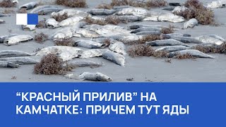 Камчатка - взгляд токсиколога