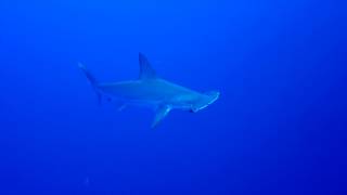 Rotes Meer - Daedalus / Elphinstone - Hammerhaie - Longimanus - Manta