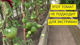 Больше никогда не буду выращивать томат "КУУМ" в ранней теплице! Ольга Чернова