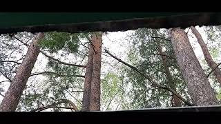 view from the window pouring rain, forest, good sleep is guaranteed