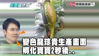 《潘彥宏》變色龍珍貴生產畫面　孵化寶寶2秒後..