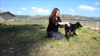 Allie, border collie mix for adoption at Forget Me Not Animal Shelter
