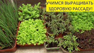 ЧТО ТАКОЕ ПИКИРОВКА? 