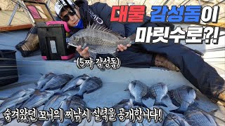첫 도전에 대물 감성돔이 이렇게 나온다고? 찌낚시 대박치다! Sea Bream, Black Porgy (Fishing)
