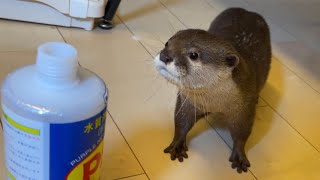 カワウソさくら 匂いの強い液体を嗅いだカワウソと猫の反応の違いが面白い Otter and cat sniffing