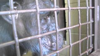 Chimps watch line dancing