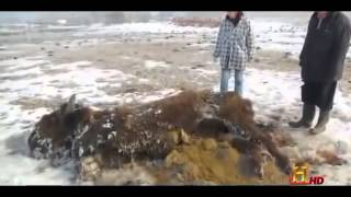 Cattle Mutilations: Unexplained Documentary