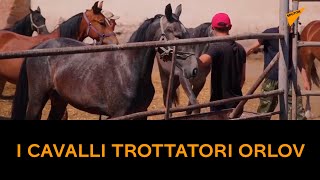 l cavalli trottatori Orlov