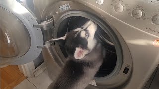 Our dog got into the washing machine / Наша собака попала в стиральную машину / animals / dogs