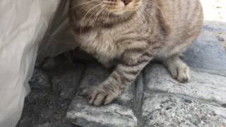 Без 1 лапы кошка