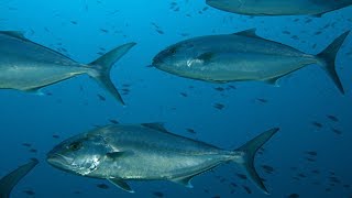 Giannutri, una perla nel Mediterraneo