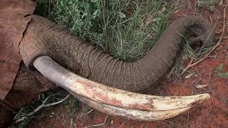 Elephant treated by Vet Team shows true courage