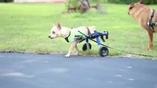 Amputee Dog Gets New Life!