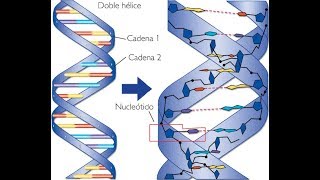 ADN-Replicación [HD]