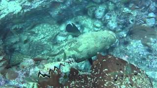 Big Fishes in Sail Rock